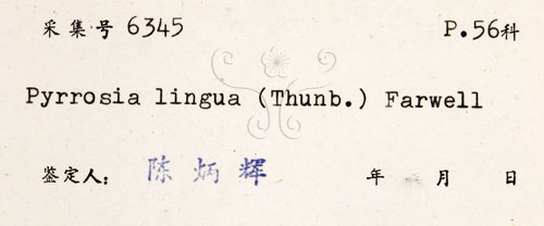 中文名:石葦(P004160)學名:Pyrrosia lingua (Thunb.) Farw.(P004160)英文名:Japanese felt fern
