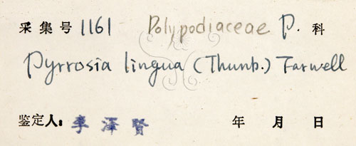 中文名:石葦(P004376)學名:Pyrrosia lingua (Thunb.) Farw.(P004376)英文名:Japanese felt fern