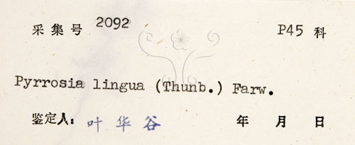 中文名:石葦(P004898)學名:Pyrrosia lingua (Thunb.) Farw.(P004898)英文名:Japanese felt fern