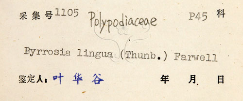 中文名:石葦(P005138)學名:Pyrrosia lingua (Thunb.) Farw.(P005138)英文名:Japanese felt fern