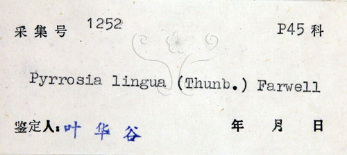 中文名:石葦(P005390)學名:Pyrrosia lingua (Thunb.) Farw.(P005390)英文名:Japanese felt fern