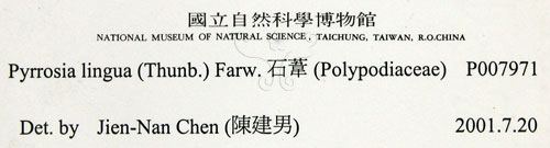 中文名:石葦(P007971)學名:Pyrrosia lingua (Thunb.) Farw.(P007971)英文名:Japanese felt fern