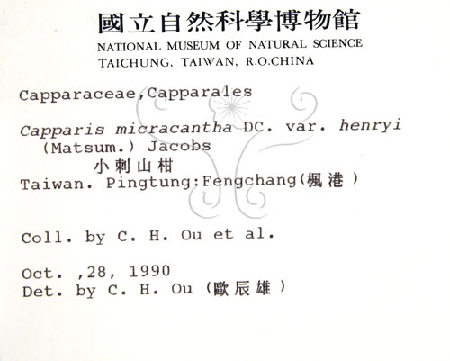 中文名:小刺山柑(S006124)學名:Capparis micracantha DC. var. henryi (Matsum.) Jacobs(S006124)英文名:Henry Caper