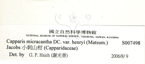 中文名:小刺山柑(S007498)學名:Capparis micracantha DC. var. henryi (Matsum.) Jacobs(S007498)英文名:Henry Caper