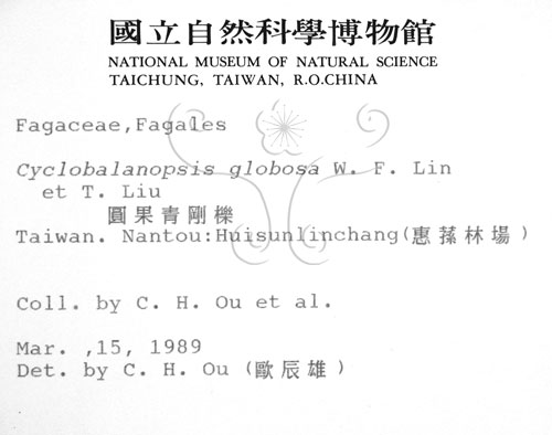 中文名:圓果青剛櫟(S005341)學名:Cyclobalanopsis globosa Lin & Liu(S005341)英文名:Globose Glans Oak