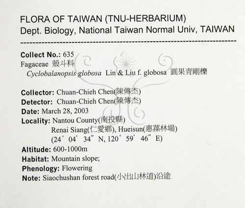 中文名:圓果青剛櫟(S089157)學名:Cyclobalanopsis globosa Lin & Liu(S089157)英文名:Globose Glans Oak