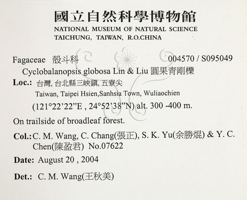 中文名:圓果青剛櫟(S095049)學名:Cyclobalanopsis globosa Lin & Liu(S095049)英文名:Globose Glans Oak