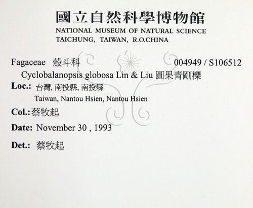 中文名:圓果青剛櫟(S106512)學名:Cyclobalanopsis globosa Lin & Liu(S106512)英文名:Globose Glans Oak