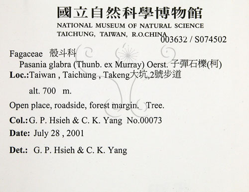 中文名:子彈石櫟(S074502)學名:Pasania glabra (Thunb. ex Murray) Oerst.(S074502)中文別名:柯英文名:Smoothleaf Tanoak