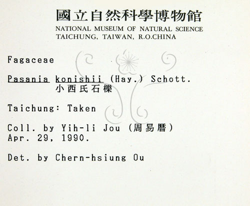 中文名:油葉石櫟(S001757)學名:Pasania konishii (Hayata) Schottky(S001757)英文名:Konishi Tanoak