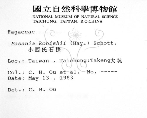 中文名:油葉石櫟(S006019)學名:Pasania konishii (Hayata) Schottky(S006019)英文名:Konishi Tanoak