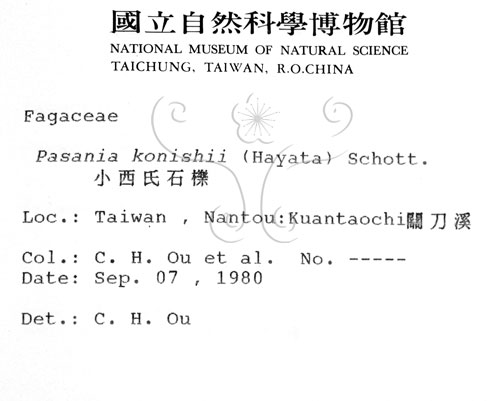 中文名:油葉石櫟(S006020)學名:Pasania konishii (Hayata) Schottky(S006020)英文名:Konishi Tanoak