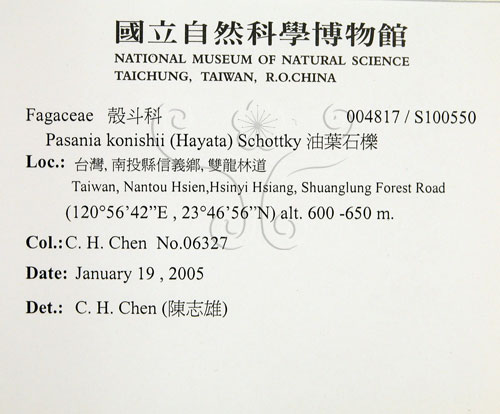 中文名:油葉石櫟(S100550)學名:Pasania konishii (Hayata) Schottky(S100550)英文名:Konishi Tanoak