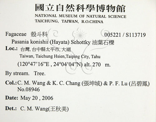 中文名:油葉石櫟(S113719)學名:Pasania konishii (Hayata) Schottky(S113719)英文名:Konishi Tanoak