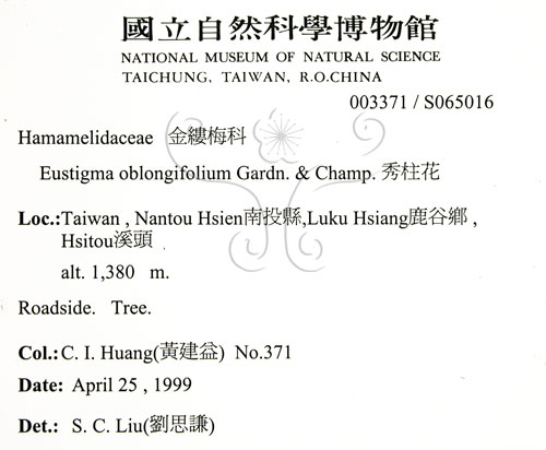 中文名:秀柱花(S065016)學名:Eustigma oblongifolium Gardn. & Champ.(S065016)英文名:Oblong-leaved Eustigma