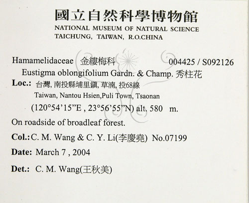 中文名:秀柱花(S092126)學名:Eustigma oblongifolium Gardn. & Champ.(S092126)英文名:Oblong-leaved Eustigma