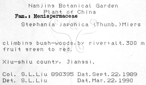 中文名:千金藤 (S021059)學名:Stephania japonica (Thunb. ex Murray) Miers(S021059)中文別名:金線吊烏龜