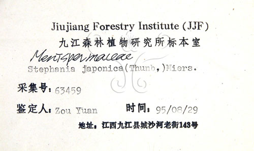 中文名:千金藤 (S024730)學名:Stephania japonica (Thunb. ex Murray) Miers(S024730)中文別名:金線吊烏龜