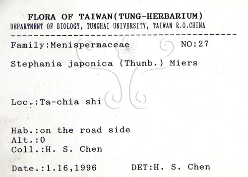 中文名:千金藤 (S066484)學名:Stephania japonica (Thunb. ex Murray) Miers(S066484)中文別名:金線吊烏龜