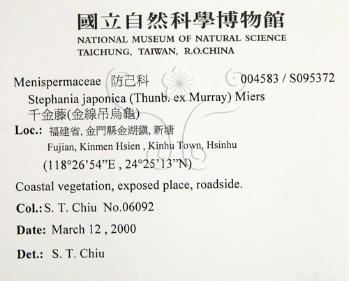 中文名:千金藤 (S095372)學名:Stephania japonica (Thunb. ex Murray) Miers(S095372)中文別名:金線吊烏龜