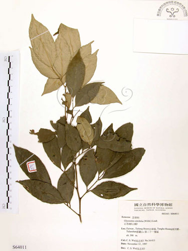 中文名:石苓舅(S064011)學名:Glycosmis citrifolia (Willd.) Lindl.(S064011)英文名:Malay Glycosmis
