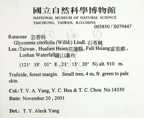 中文名:石苓舅(S079447)學名:Glycosmis citrifolia (Willd.) Lindl.(S079447)英文名:Malay Glycosmis