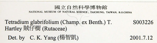 中文名:賊仔樹(S003226)學名:Tetradium glabrifolium (Champ. ex Benth.) T. Hartley(S003226)