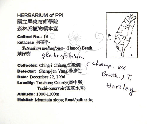 中文名:賊仔樹(S034458)學名:Tetradium glabrifolium (Champ. ex Benth.) T. Hartley(S034458)