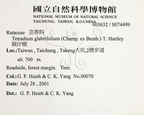 中文名:賊仔樹(S074499)學名:Tetradium glabrifolium (Champ. ex Benth.) T. Hartley(S074499)
