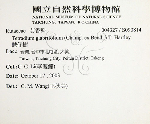 中文名:賊仔樹(S090814)學名:Tetradium glabrifolium (Champ. ex Benth.) T. Hartley(S090814)