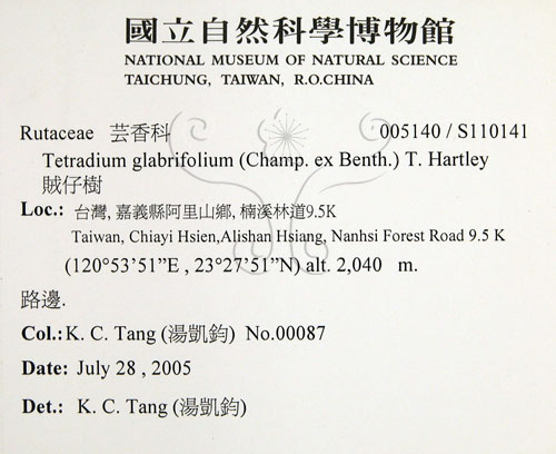 中文名:賊仔樹(S110141)學名:Tetradium glabrifolium (Champ. ex Benth.) T. Hartley(S110141)