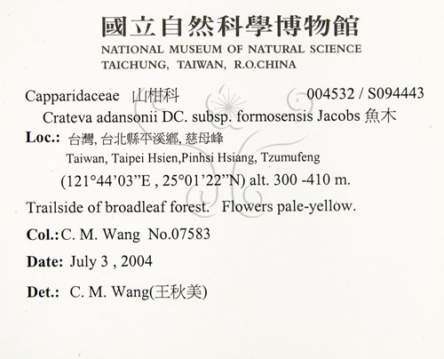 中文名:魚木(S094443)學名:Crateva adansonii DC. subsp. formosensis Jacobs(S094443)英文名:Spider tree