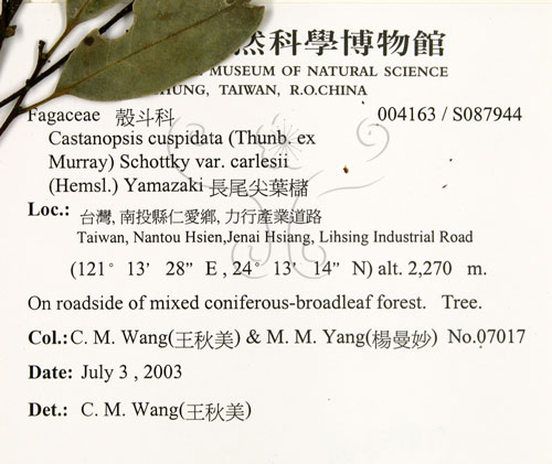 中文名:長尾尖葉櫧(S087944)學名:Castanopsis cuspidata (Thunb. ex Murray) Schottky var. carlesii (Hemsl.) Yamazaki(S087944)