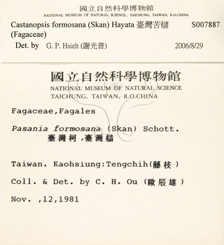 中文名:臺灣苦櫧(S007887)學名:Castanopsis formosana (Skan) Hayata(S007887)英文名:Taiwan Chinkapin