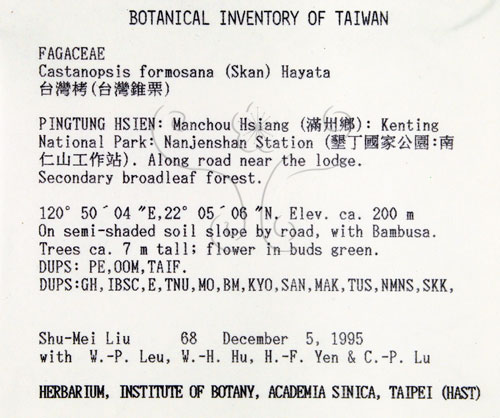 中文名:臺灣苦櫧(S018459)學名:Castanopsis formosana (Skan) Hayata(S018459)英文名:Taiwan Chinkapin
