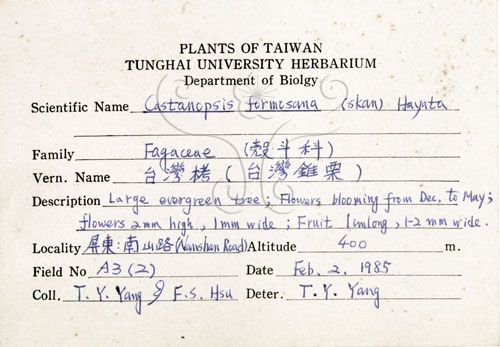 中文名:臺灣苦櫧(S071645)學名:Castanopsis formosana (Skan) Hayata(S071645)英文名:Taiwan Chinkapin
