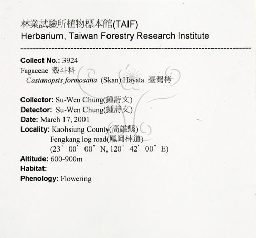 中文名:臺灣苦櫧(S076672)學名:Castanopsis formosana (Skan) Hayata(S076672)英文名:Taiwan Chinkapin