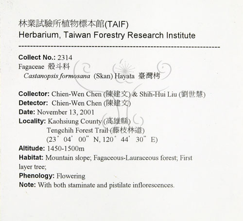 中文名:臺灣苦櫧(S082365)學名:Castanopsis formosana (Skan) Hayata(S082365)英文名:Taiwan Chinkapin