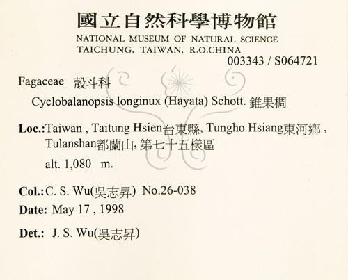 中文名:錐果櫟(S064721)學名:Cyclobalanopsis longinux (Hayata) Schottky(S064721)英文名:Long Glans Oak