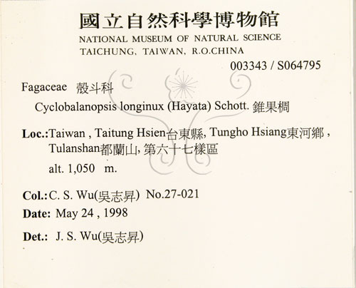 中文名:錐果櫟(S064795)學名:Cyclobalanopsis longinux (Hayata) Schottky(S064795)英文名:Long Glans Oak