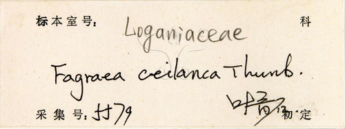 中文名:灰莉(S103133)學名:Fagraea ceilanica Thunb.(S103133)英文名:Sasaki Fagraea