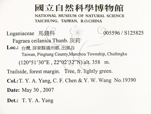 中文名:灰莉(S125825)學名:Fagraea ceilanica Thunb.(S125825)英文名:Sasaki Fagraea