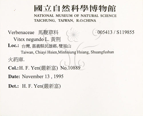 中文名:黃荊(S119855)學名:Vitex negundo L.(S119855)