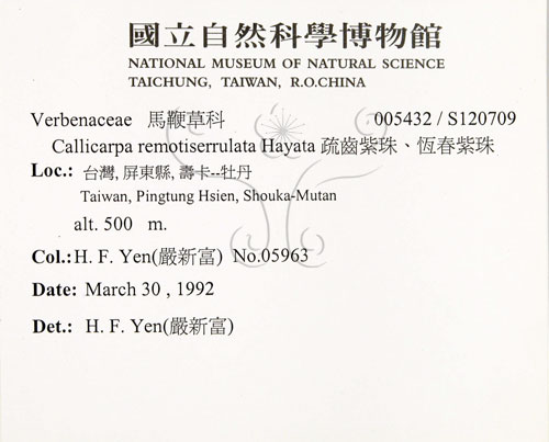 中文名:疏齒紫珠(S120709)學名:Callicarpa remotiserrulata Hayata(S120709)中文別名:恆春紫珠英文名:Hengchun beauty-berry