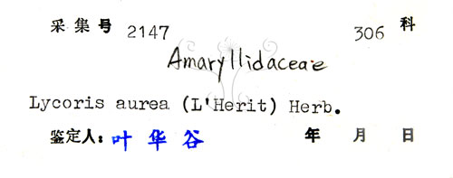 中文名:龍爪花(S044400)學名:Lycoris aurea(S044400)中文別名:金花石蒜