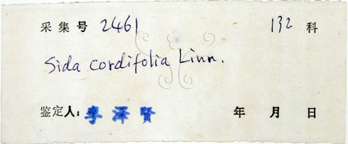 中文名:圓葉金午時花(S033291)學名:Sida cordifolia L.(S033291)