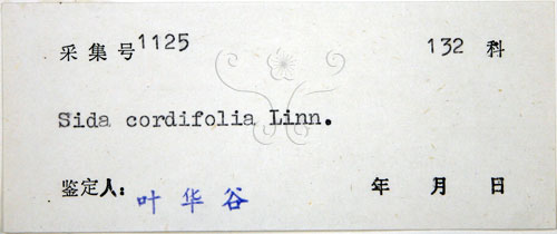 中文名:圓葉金午時花(S044774)學名:Sida cordifolia L.(S044774)