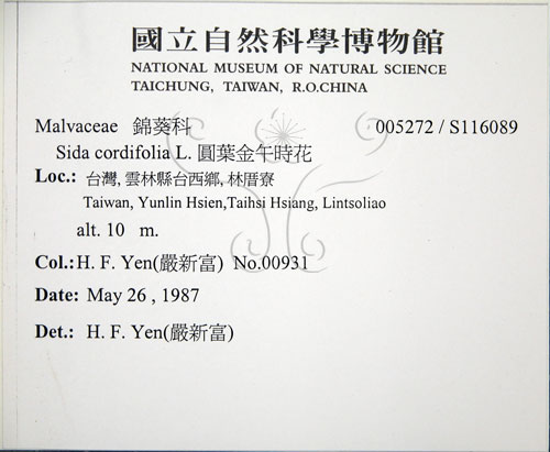中文名:圓葉金午時花(S116089)學名:Sida cordifolia L.(S116089)