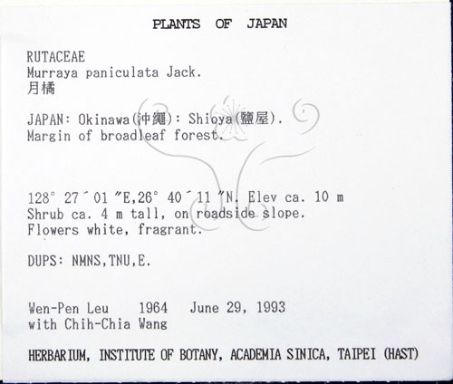 中文名:月橘(S016675)學名:Murraya paniculata (L.) Jack.(S016675)英文名:Common Jasmin Orange
