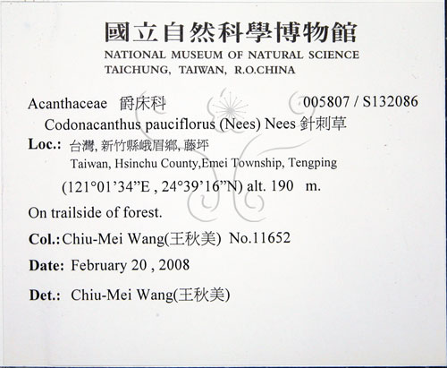 中文名:針刺草(S132086)學名:Codonacanthus pauciflorus (Nees) Nees(S132086)
